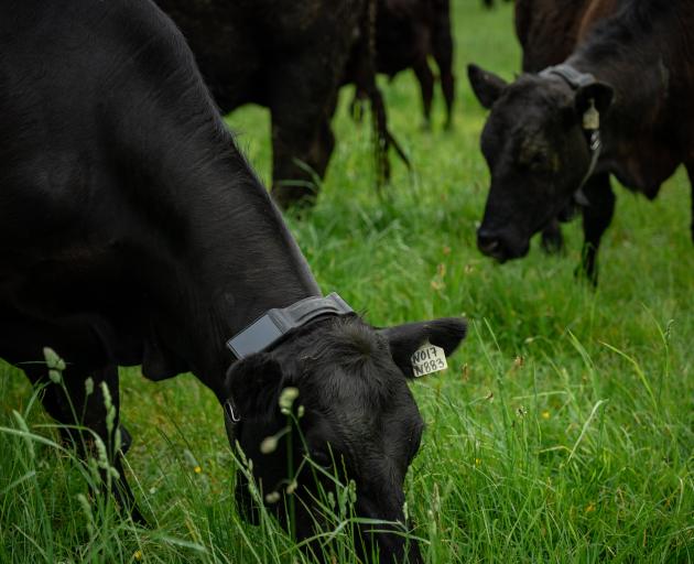Halter’s virtual fencing collars are still relatively new in dairying and now they are being...