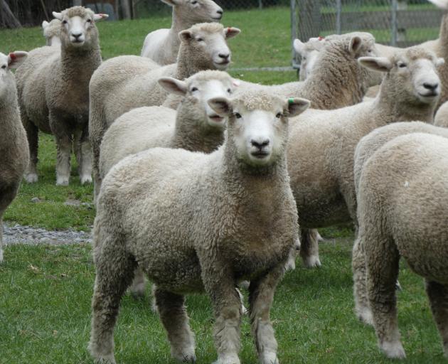 These Romney hoggets are the fruit of nearly 70 years of sheep breeding by Ashburton "mini-farmer...