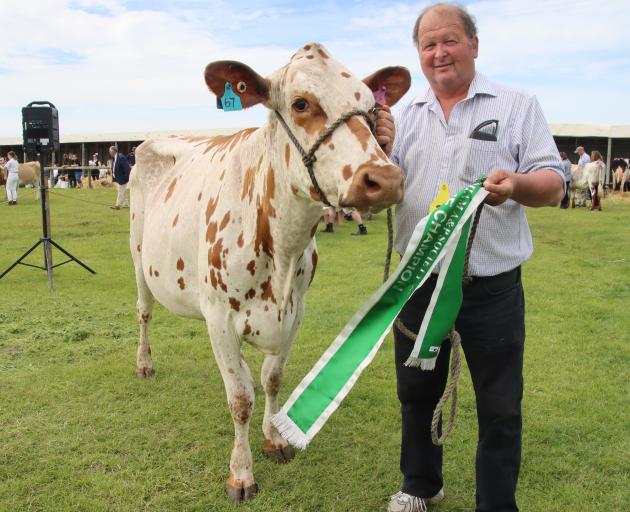 Ross Morton, of Seaward Downs, leads 3-year-old cow Ingleside Cal Mary, who won supreme champion...