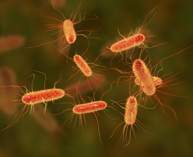 A computer illustration of Escherichia coli (E.coli) bacteria. Image: Getty 