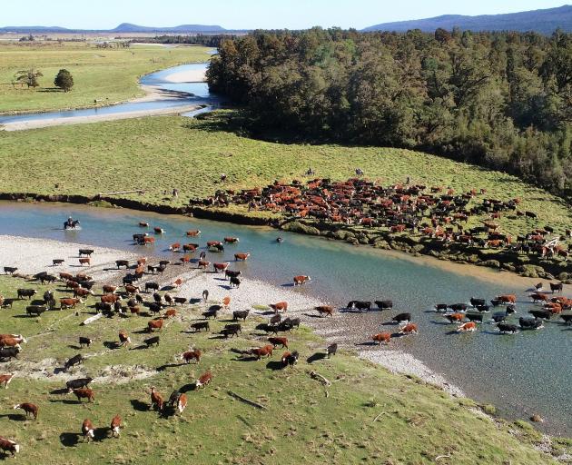 Nolan cattle cross a river in the Cascade Valley on Saturday.PHOTO: STEPHEN JAQUIERY