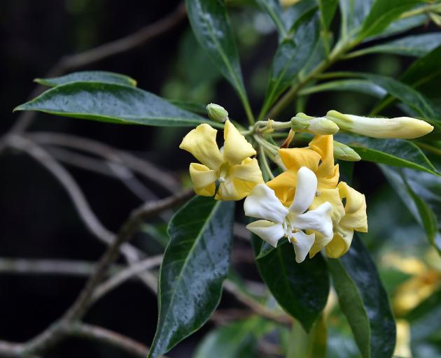 Hymenosporum flavum flowers at the Dunedin Botanic Garden. PHOTO: PETER MCINTOSH