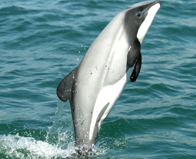 A Hector’s dolphin. PHOTO: SUPPLIED