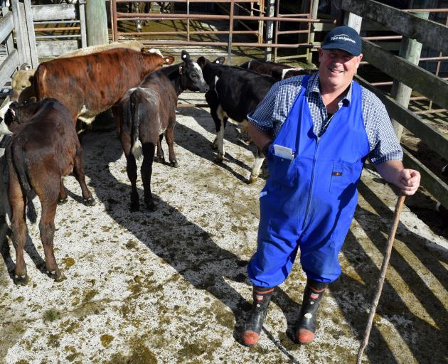 PGG Wrightson Oamaru dairy representative Wayne Brenssell moves a pen of calves farmers gave as...