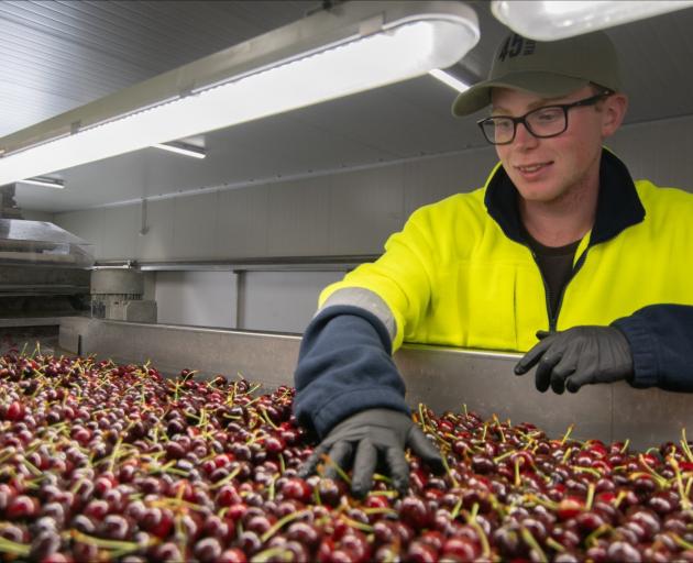 Packhouse worker James Paterson, of Rangiora, checks cherries at 45 South packhouse in Cromwell...
