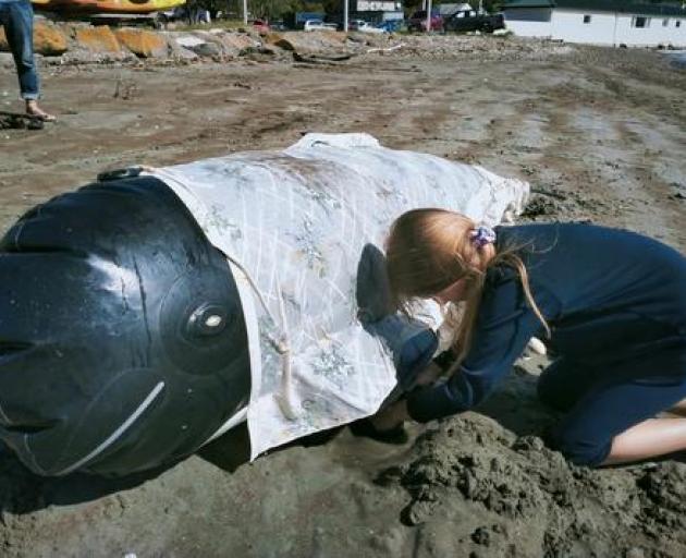 The passionate children in the Pōhatu Penguins conservation club learned how to care for beached...