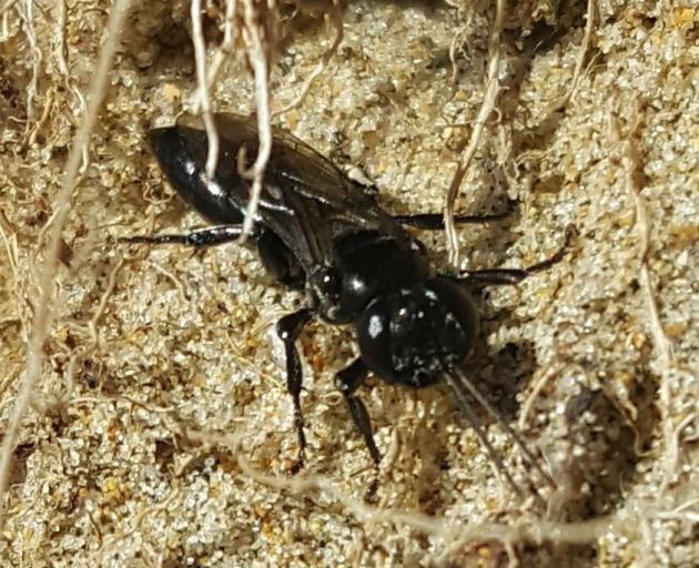 The black cockroach-hunter wasp is one of 20 bugs vying for top honours in the second bug of the...
