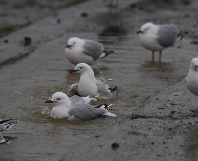 Red-billed gulls. PHOTO: STEPHEN JAQUIERY
