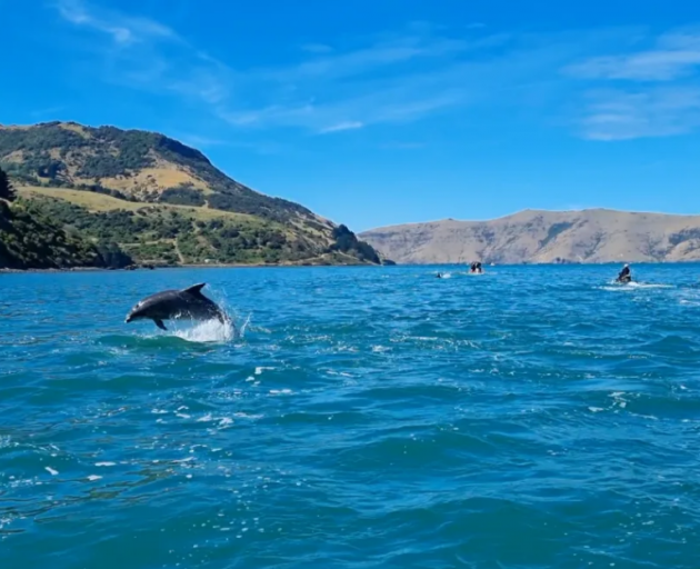 Bottlenose dolphins frolicking in the sun at Akaroa Harbour's French Bay on Sunday 7 January....