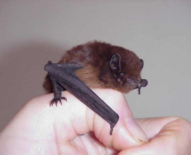 A native long-tailed bat, or pekapeka.