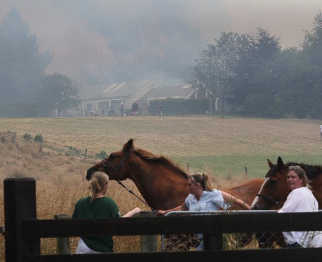 Residents near a fire in the North Canterbury town of Loburn rush to evacuate horses as smoke...
