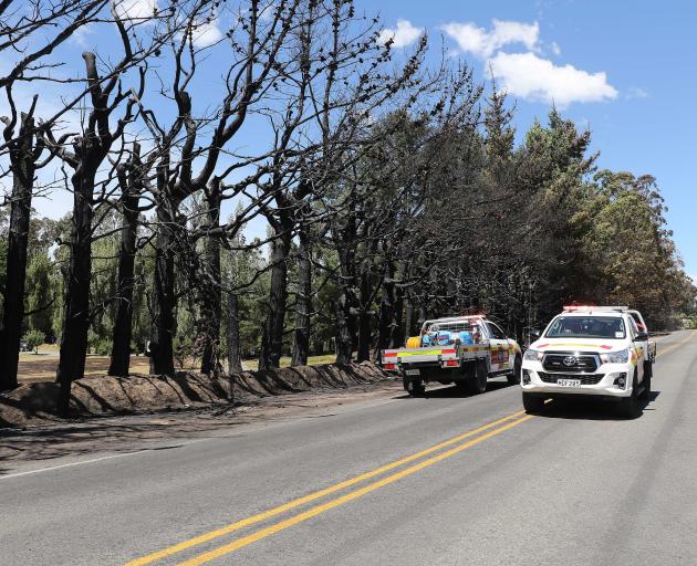 FENZ staff continue to search for hotspots beside one of the many shelter belts of trees which...