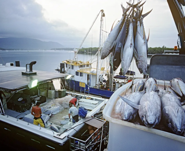 The cameras initiative is part of government efforts to improve bycatch reporting. File photo:...