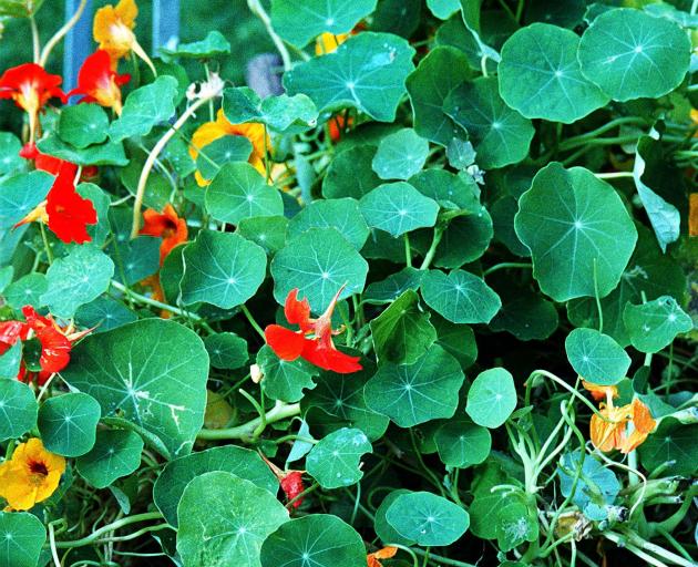 It’s not a good time of year to plant for decent radishes, but nasturtium leaves and flowers are...