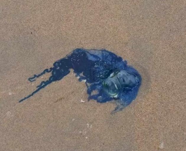 Bluebottle jellyfish were found washed up at Campbells Bay, Kakanui, last week. PHOTO: SUPPLIED