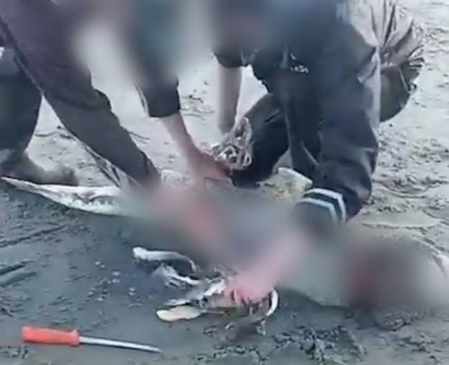 A video showed the shark being cut open and its pups spilling out. Photo: Supplied