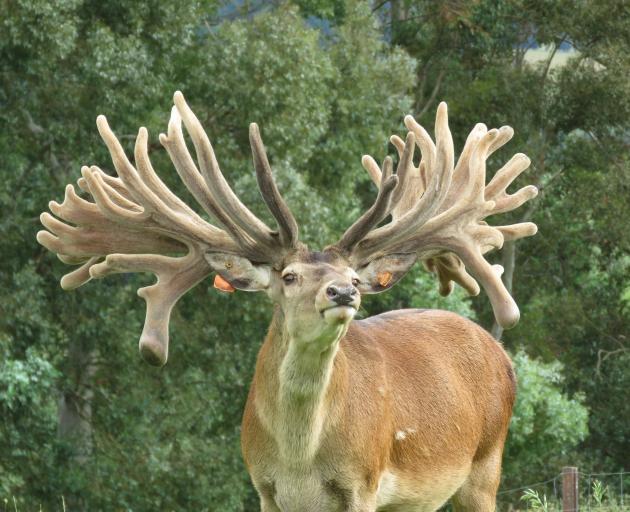 Six-year-old stag Mordecai sold to a North Islander for $100,000 at Foveran Deer Park near Kurow...