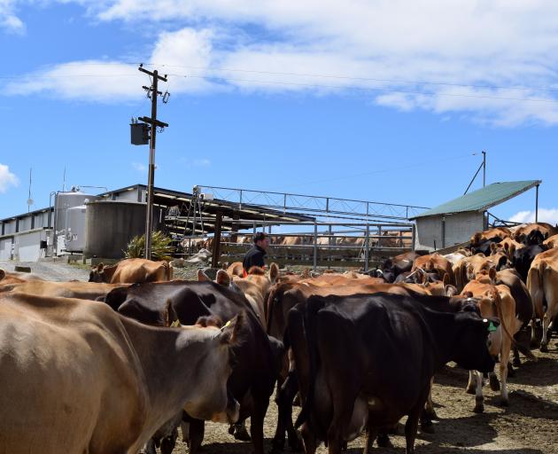A herd of cows walk to the milking shed on the Bearman’s Milton farm.