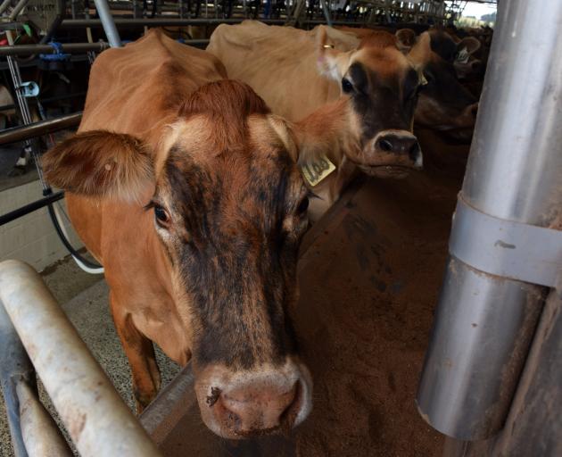 Cows eat a mix of palm kernel and distiller’s dried grains during milking on the Bearman family...