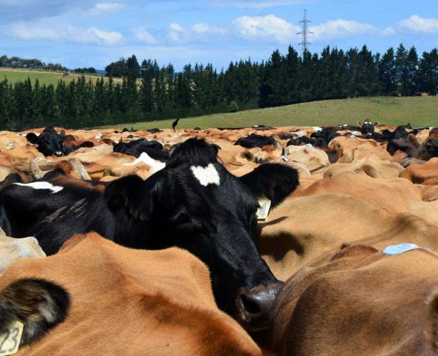 Cows wait to eat at an afternoon milking on the Bearman family farm.