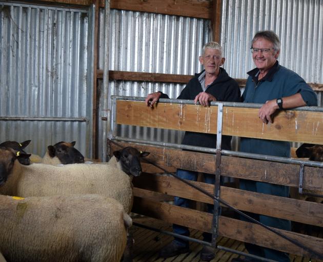 Paramount stock manager Gary Phillips, left, and farm worker Peter Stack inspect a pen of rams...