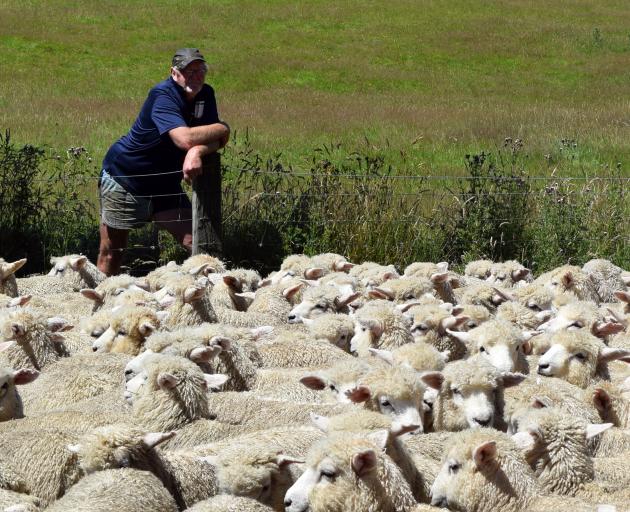 Springfield Farm owner Bruce Catto leans on a fence, enclosing a flock of more than 500 Romney...