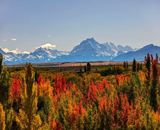 A 52% shareholding in Totara Peak Station, near Twizel in the Mackenzie county, is for sale...