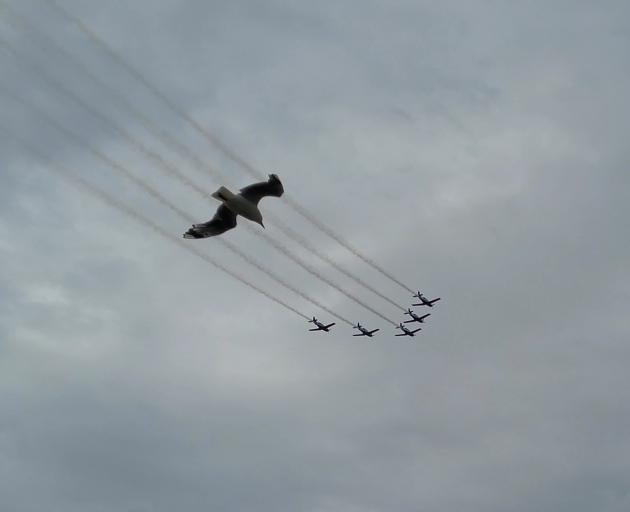 Gull Joins aerobatic show 
