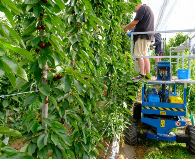 Mobile platform picking of cherries on Earnscy Weaver Orchard, Otago Photo: Supplied/ Craig...