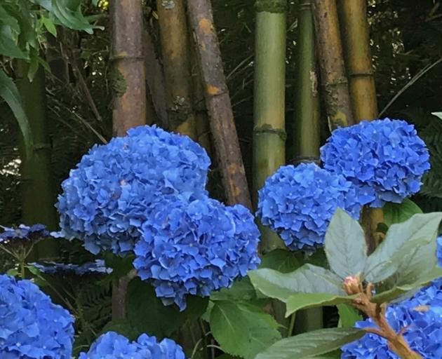 To keep hydrangeas blue, the soil should be acid, so try adding coffee grounds.