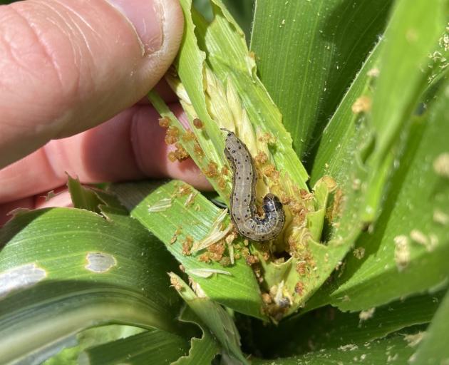 The relentless appetite of the fall armyworm strips maize and sweetcorn crops, shredding their...