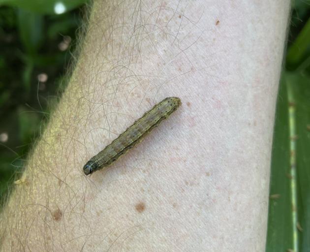 A fall armyworm. PHOTO: FAR