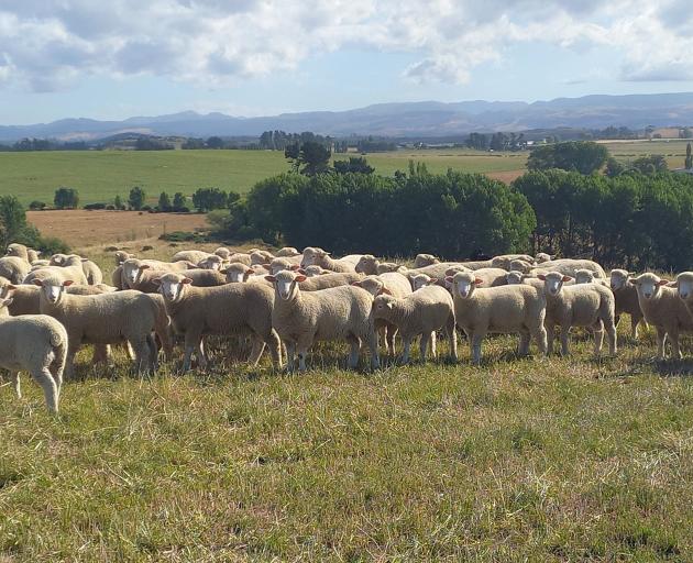 Low lamb and cull ewe prices are making life on the farm a "tough gig" at the moment. PHOTO:...