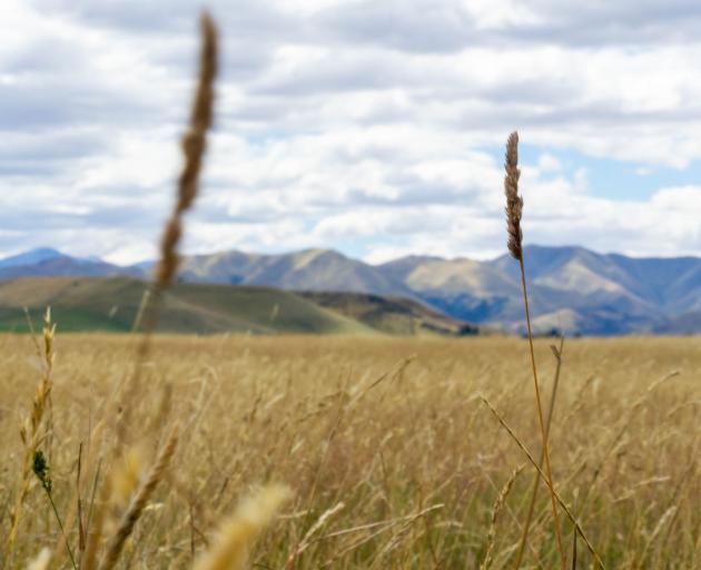 Dry conditions in the Waitaki district have heightened the fire risk along the east coast in the...