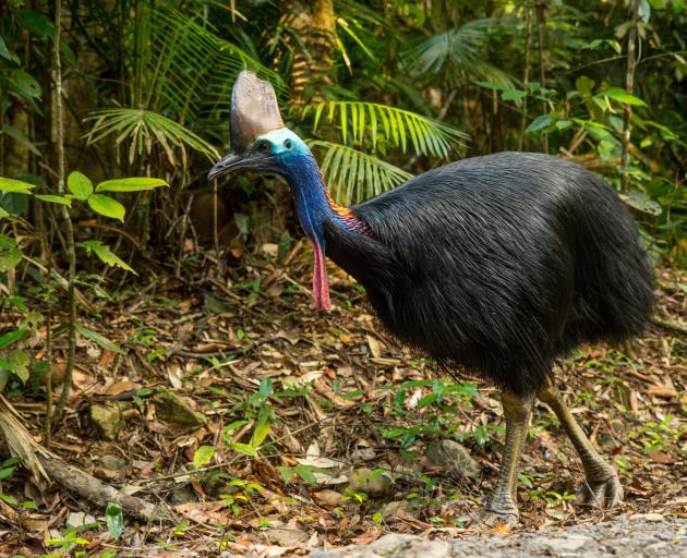 A cassowary in its deep forest habitat. PHOTO: GETTY IMAGES
