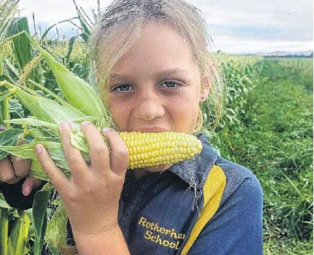 Lotte Thomas, 10, enjoys a cob of corn. PHOTO: SUPPLIED