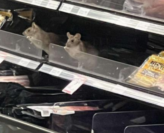 A photo taken in November last year,showed a rat in its Countdown Dunedin South deli section.