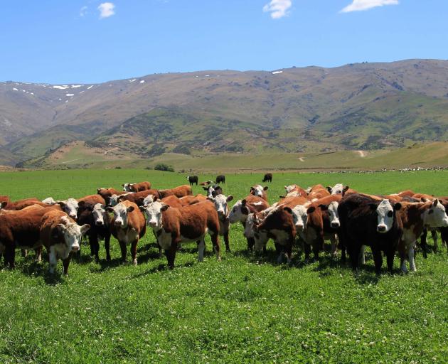 Hereford yearling heifers on Matakanui Station, which is set to host the Power of the Beef Cow...