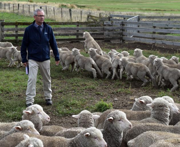 PGG Wrightson Otago livestock manager and auctioneer John Duffy, of Alexandra, at work at Little...