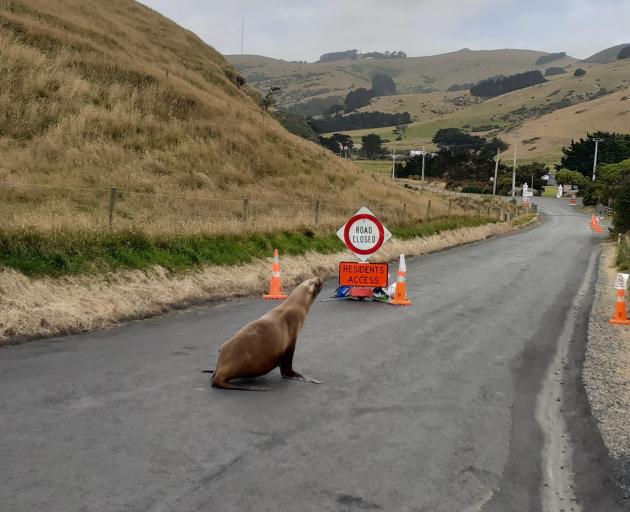 A female sea lion approaches a residents only sign on Otago Peninsula - a popular place for mums...