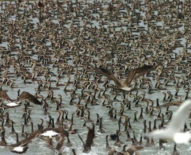 Juvenile spotted shags have started to congregate in large flocks in Otago Harbour. PHOTO: JIM FYFE