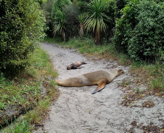 Man-made paths are popular places for sea lion mums and pups to rest and move. PHOTO: GIVERNEY...