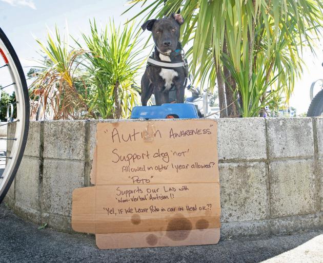 Poto has to be tied up outside while he waits for his owner and the boy he supports. Photo: John...