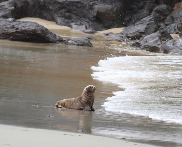 Department of Conservation  and Dunedin City Council summer rangers discovered this pup, the 22nd...
