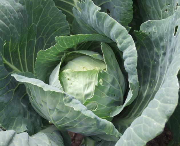 Cabbage seed can be sown this month.