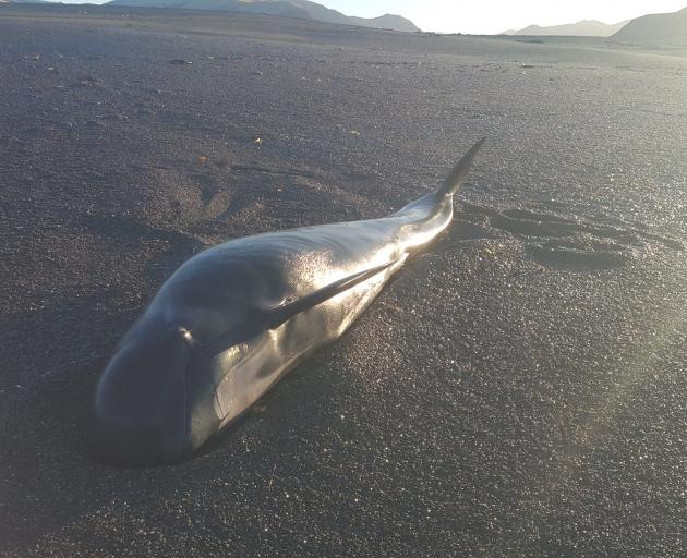 Birdlings Flat whale at Birdlings Flat Photo: Facebook