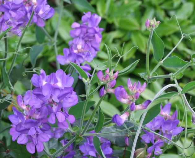 Lord Anson’s pea can be used as a ground cover.