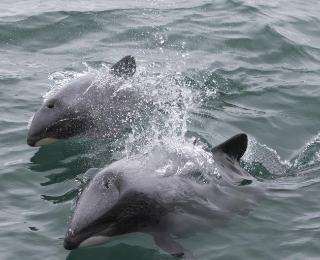 Hector’s dolphins. PHOTO: SHAUN WILSON