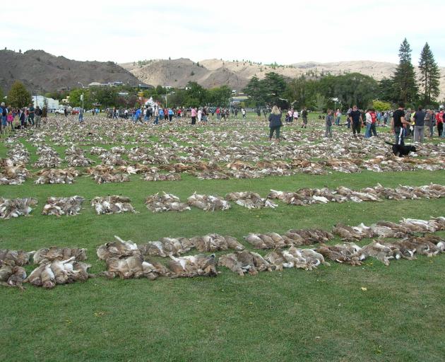 Rabbit carcasses are lined up in Pioneer Park after the Great Easter Bunny Hunt in 2010. PHOTO:...