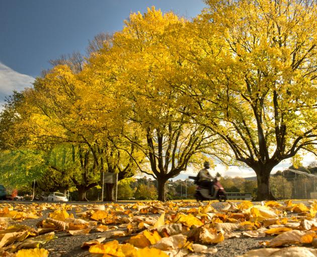 A scooter is ridden through dry autumn leaves at the Gardens corner, in Dunedin yesterday. While...